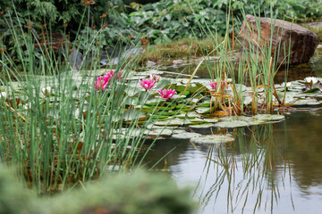 A pond with water lilies. Urban park development
