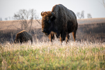 American Bison in the Prairie