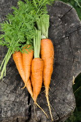 Young juicy carrot with green leaves