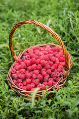 Fototapeta na wymiar A wicker basket full of ripe raspberries on the grass