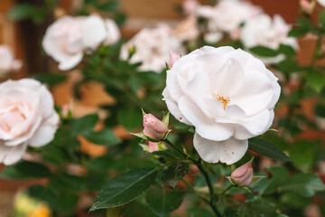 Close-up of a white rosehip flower, top view. Petals and pink buds of a delicate wild rose flower