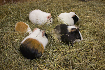 Guinea Pigs Frolicking in Hay Bedding