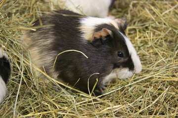 Tricolor Guinea Pig Lying in Hay