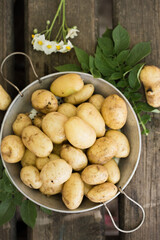Fresh new potatoes in a sieve