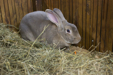 Large Grey Rabbit with a Carrot in a Wooden Stall