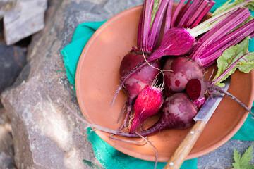 Fresh organic beets, with tops
