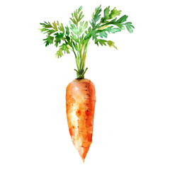 vegetable - Lush.Carrot ..illustration ,.watercolor