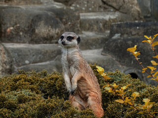 meerkat on guard