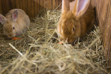 Two Rabbits with a Carrot in a Straw Bed