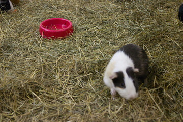 Guinea Pig Near Empty Red Food Bowl