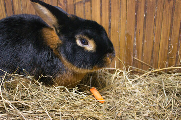 Black and Tan Rabbit with a Carrot