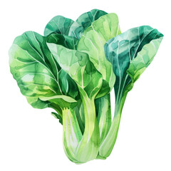 vegetable - Palatable.Bok choy.illustration ,.watercolor. - obrazy, fototapety, plakaty