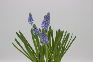 Grape Hyacinths in Bloom Against White Background