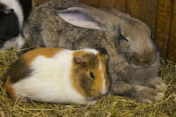 Guinea Pig and Rabbit Sharing a Cozy Moment