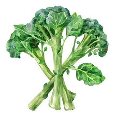 vegetable - Palatable.Collard greens.illustration ,.watercolor