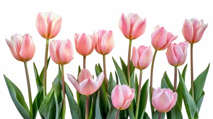 tulips on white background generative ai