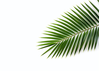 Fototapeta premium Green palm leaf isolated on a white background