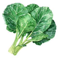 Fototapeta premium vegetable - Tasty.Collard greens.illustration ,.watercolor