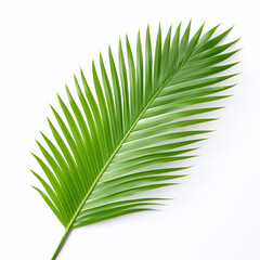 One palm leaf isolated on a white background