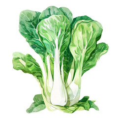 vegetable - There are two main types of bok choy: baby bok choy and Shanghai bok choy. - obrazy, fototapety, plakaty