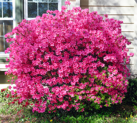 Blooming pink spring azalea