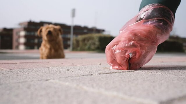 A man picks up his pet dog's poop on the street with a red toilet bag on a sunny day. His dog sits waiting in the background out of focus.