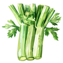 vegetable - Yummy.Celery.illustration ,.watercolor