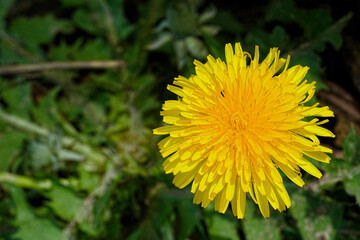 Yellow Blooming Dandelion (Taraxacum Camplyodes Haglund)