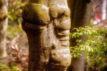 Baum vor Hintergrund mit Laub