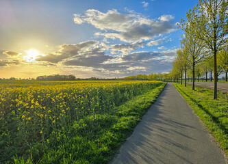 Fototapeta na wymiar rape seed field and bike path, cloudy evening sky, spring time