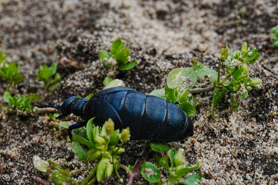 Black and Blue Oil Beetle on Sand (Meloe Proscarabeus)