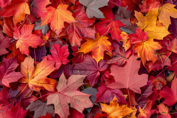 Naklejka na ściany i meble Vibrant Autumn Leaves Mosaic - A Tapestry of Fall Foliage