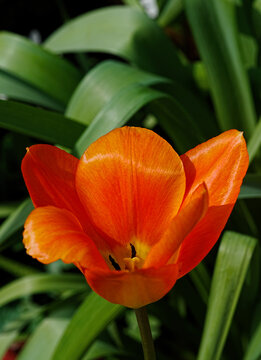 Orange Tulip Flower (Tulipa Praestans)
