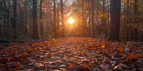 Foto op Canvas Enchanting Autumn Sunset in Peaceful Forest Pathway © smth.design