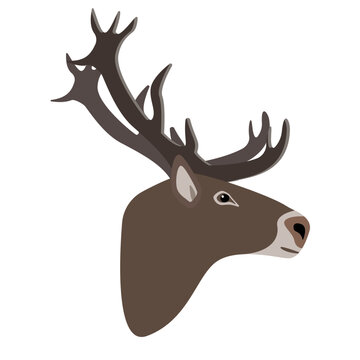 North Reindeer head side view. Horned deer face isolated on white background. Wild forest animal with big horns in north cold climate. Flat vector illustration.
