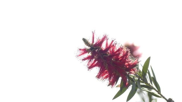 Melaleuca viminalis, commonly known as weeping bottlebrush, or creek bottlebrush or Callistemon viminalis is plant in myrtle family, Myrtaceae and is endemic to Australia.