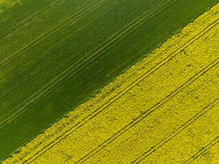 Oilseed rape field in spring. Large field of blooming rape field. Rapeseed fields. Aerial view over the agricultural fields. Yellow field rapeseed in bloom.