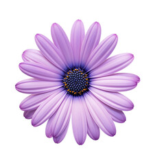 A purple daisy flower isolated on a transparent background
