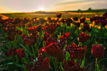 Field of red tulips in the sunset