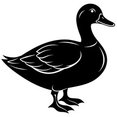 duck isolated on white background