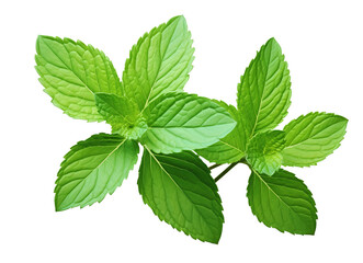 Green mint leaves isolated on a transparent background