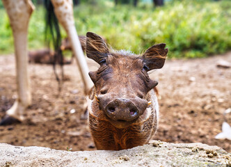 Fototapeta premium A Curious and friendly Warthog looks up to visitors for a treat at Nairobi's Giraffe Center in Nairobi,Kenya,Africa