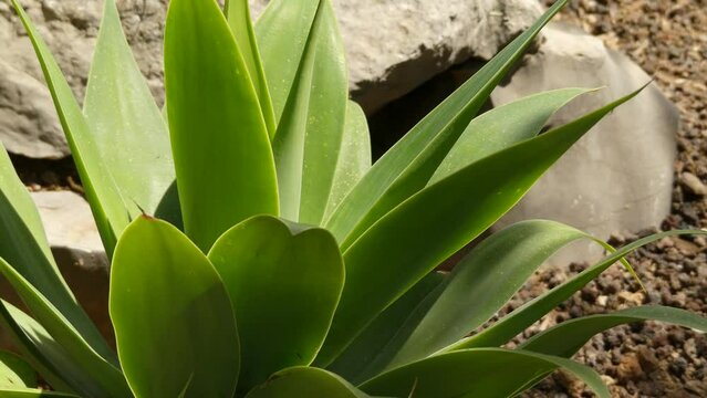 Agave attenuata is a species of agave sometimes known as the lions tail, swan neck, or foxtail for its development of a curved stem, unusual among agaves.
