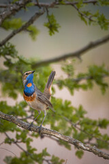 A male Bluethroat sits on the branch toward the camera lens on a spring day.	