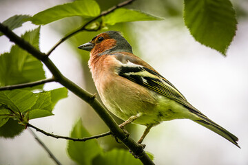 A male common chaffinch (Fringilla coelebs) sits on the thick branch with green leaves on a spring day. Close-up portrait of male chaffinch.	
