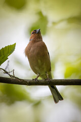 A male common chaffinch (Fringilla coelebs) sits on the thick branch toward the camera lens on a spring sunny day. Close-up portrait of male chaffinch with green background.