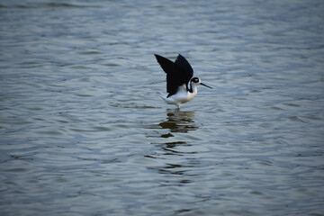 Stunning Black Neck Stilt with Wings Raised