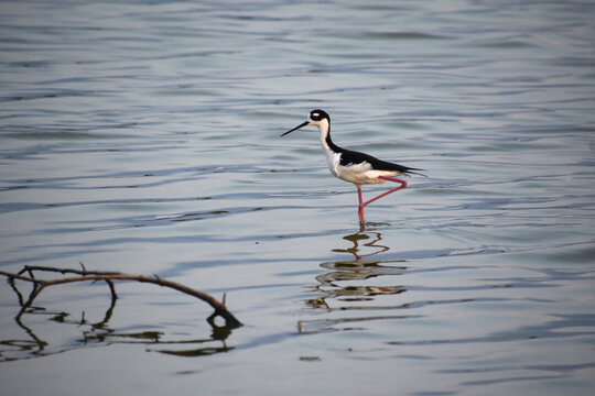 Black Neck Stilt Bird Standing on One Leg