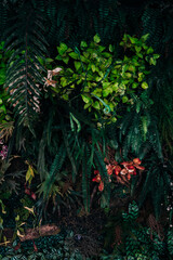 Close up group of background tropical green leaves texture and abstract background. Tropical leaf nature concept..