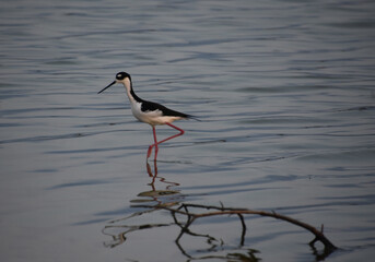 Black and White Sandpiper During the Golden Hour